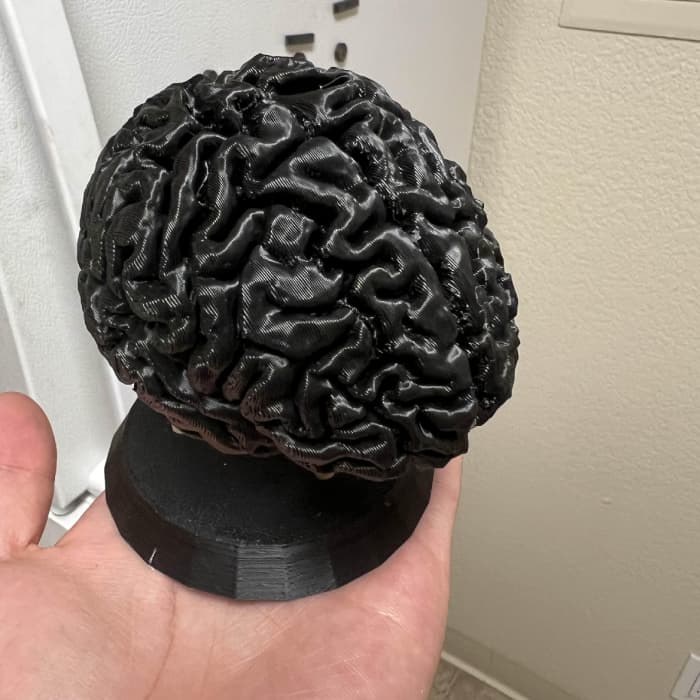 Big Brain Club Brain Model